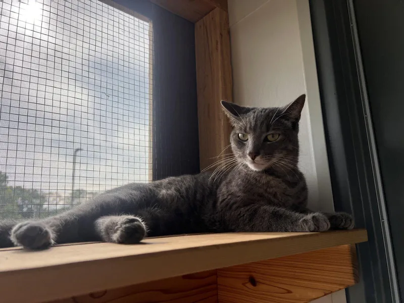 An adult medium-sized male Tabby cat named Emerald Must Apply in for adoption in Georgetown, KY