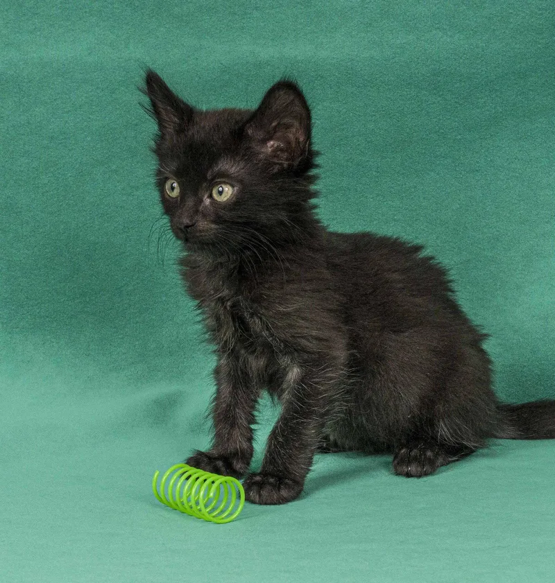 A young medium-sized male Black Domestic Medium Hair cat named Starling for adoption in Davis, CA
