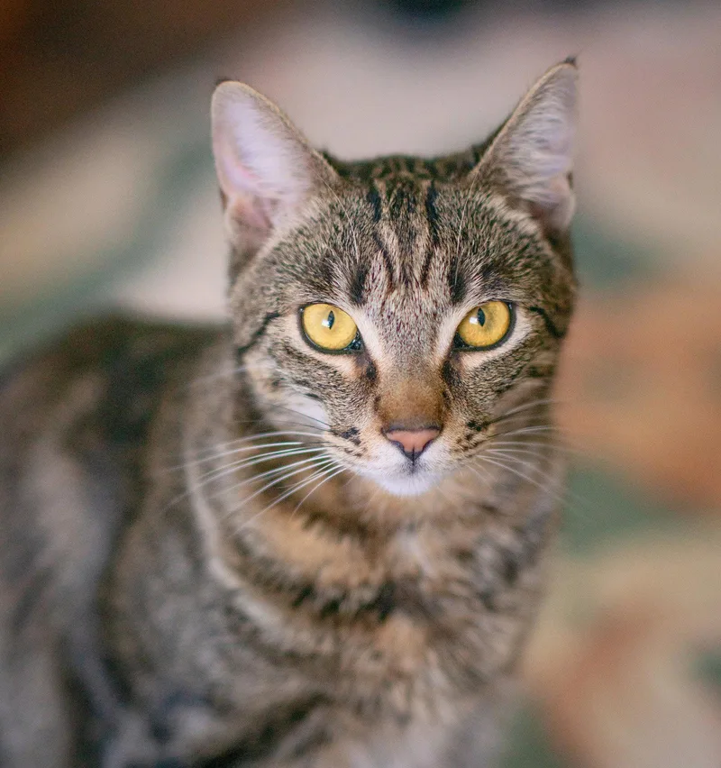 An adult medium-sized male Tabby cat named Prince for adoption in San Jose, CA