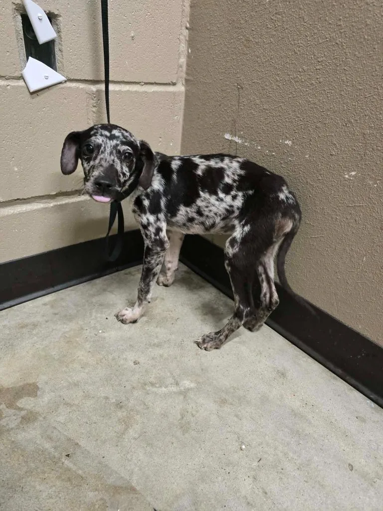 A baby medium-sized male Labrador Retriever dog named Dean for adoption in Huntsville, TX