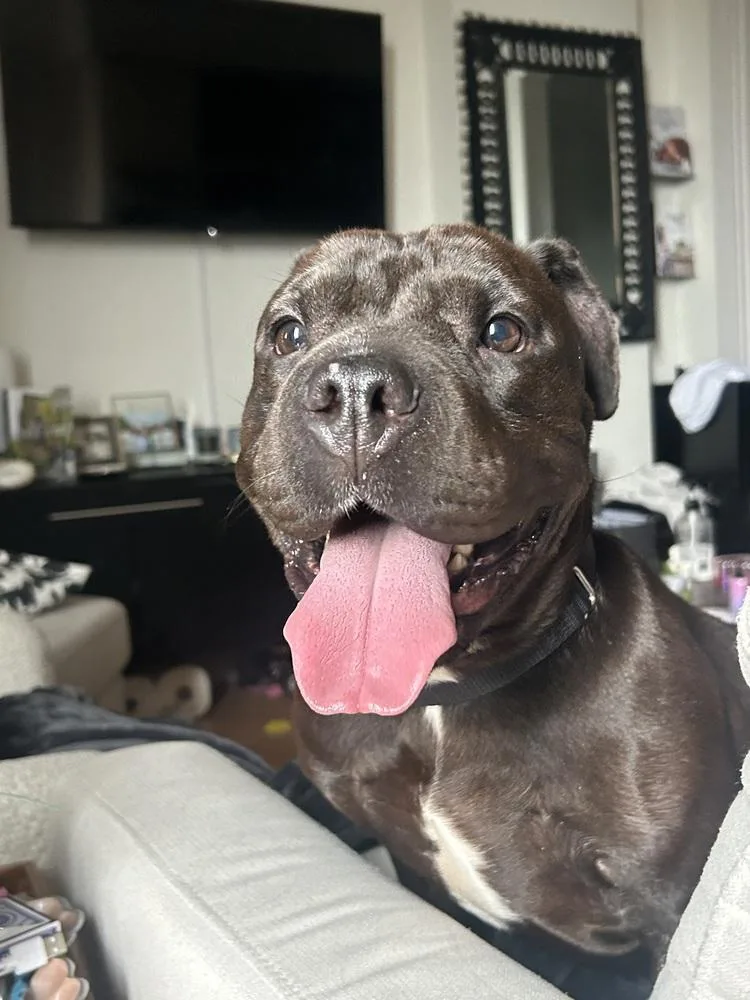 An adult medium-sized female Black Mixed Breed dog named Sky Girl for adoption in New York, NY