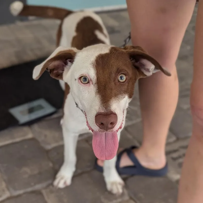 A young medium-sized male Brown / Chocolate Collie dog named Todd for adoption in Ocala, FL