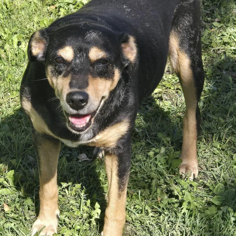 A senior large-sized female Mixed Breed dog named Geri for adoption in Grand Forks, ND