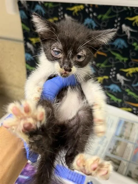A baby small-sized male Domestic Short Hair cat named Fusion for adoption in Riverside, CA