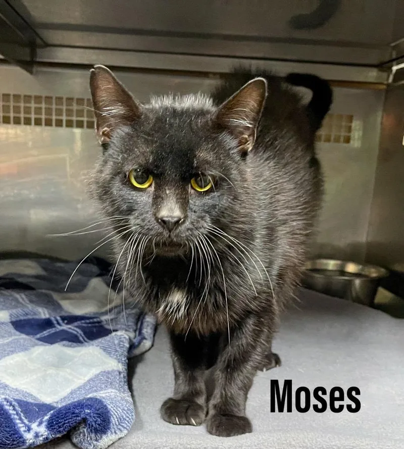 A young large-sized male Domestic Short Hair cat named Moses for adoption in Clearfield, KY