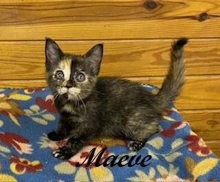 A baby medium-sized female Tortoiseshell cat named Maeve for adoption in Southern Pines, NC