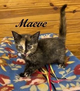 Maeve thumbnail 3