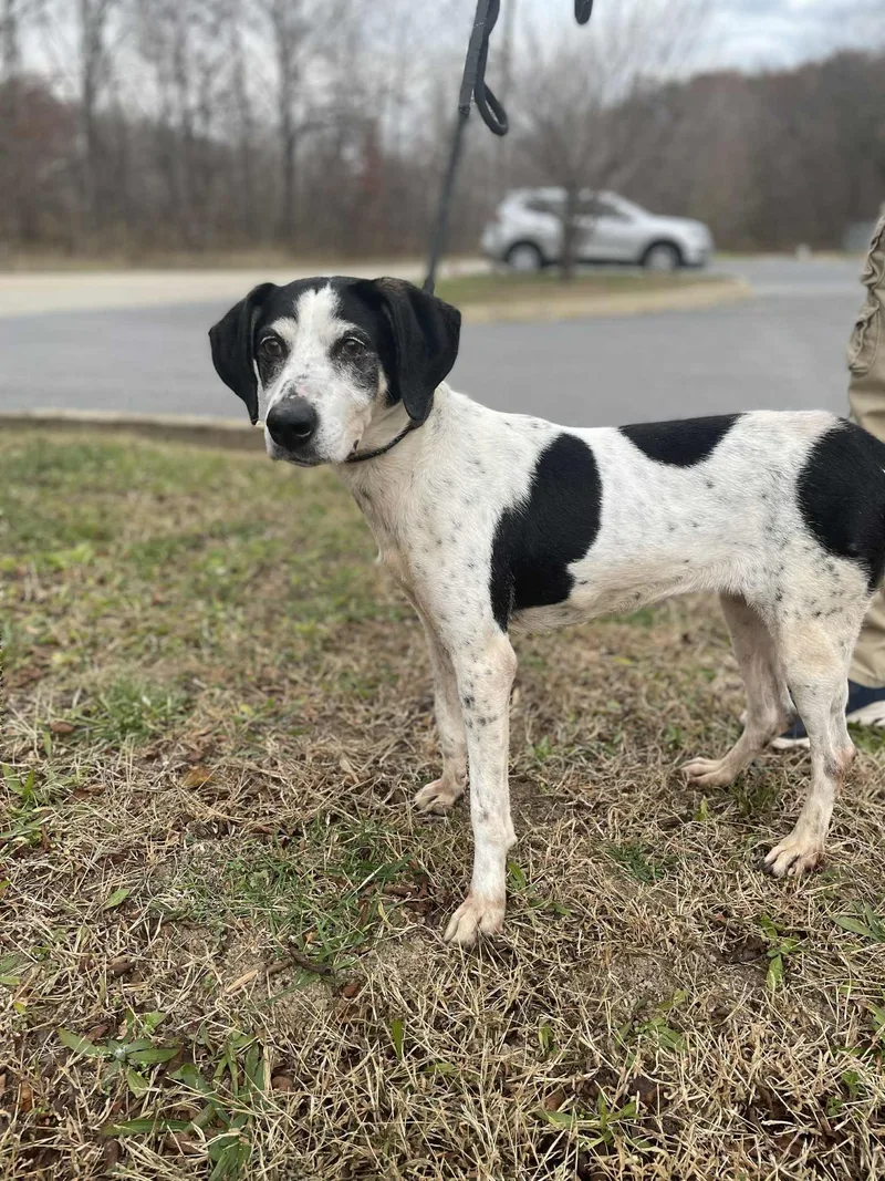 An adult medium-sized female Hound dog named Alice for adoption in Covington, VA
