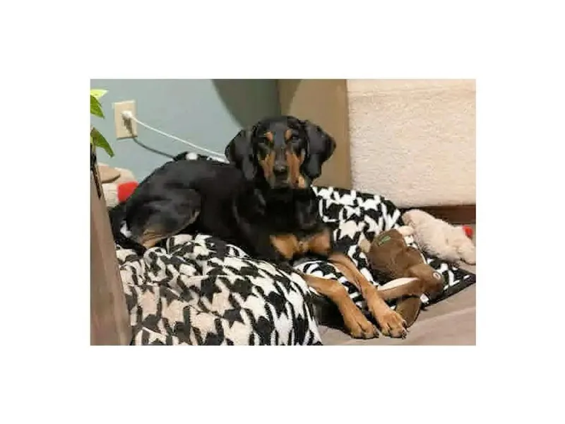 A young large-sized male Bluetick Coonhound dog named Tex for adoption in Leawood, KS