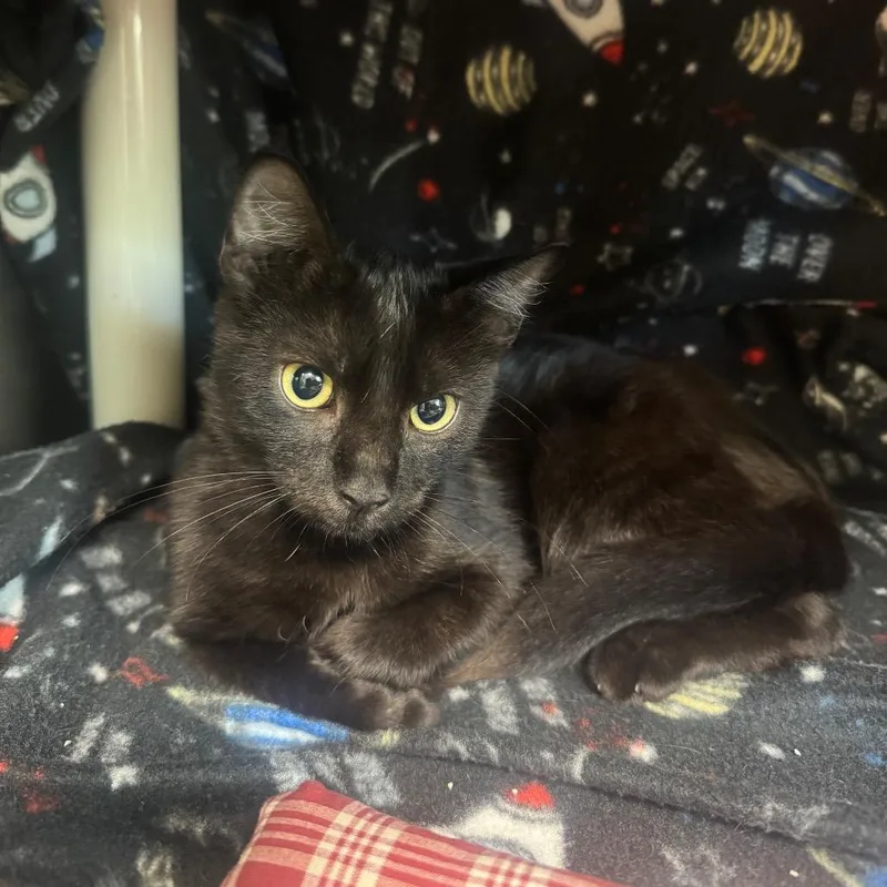 A baby medium-sized male Domestic Short Hair cat named Smith for adoption in Kyle, TX