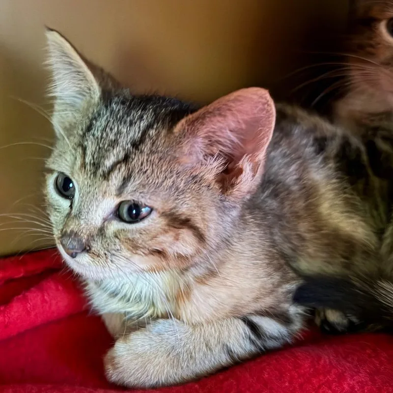 A baby small-sized female Domestic Short Hair cat named Kiwi for adoption in Middlebury, VT