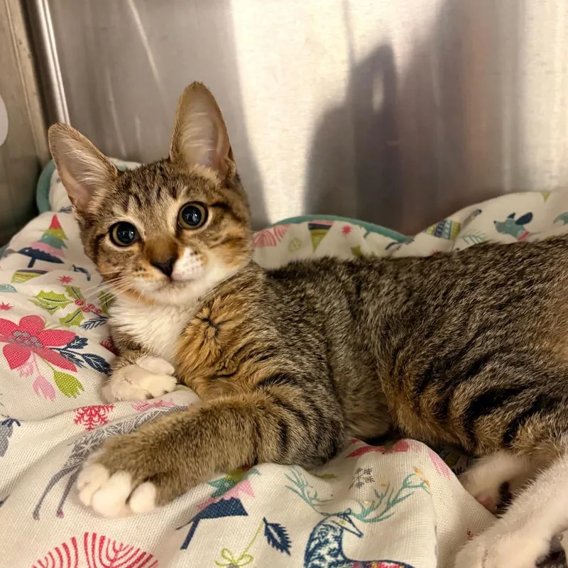 A baby small-sized female Gray / Blue / Silver Domestic Short Hair cat named London for adoption in West Palm Beach, FL