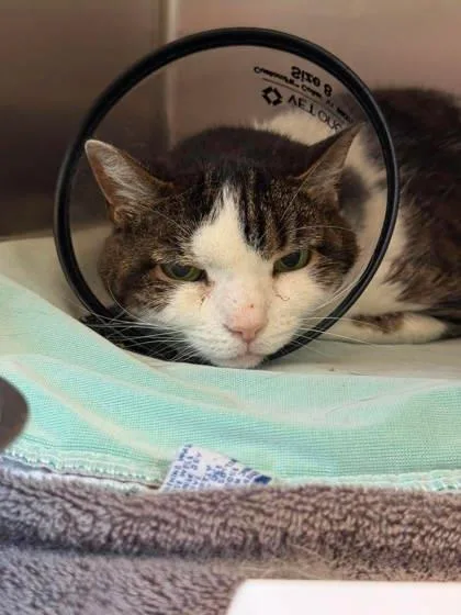 A senior medium-sized female Domestic Short Hair cat named Raina for adoption in Annapolis, MD