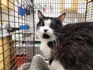 A young small-sized male Domestic Long Hair cat named Sylvester for adoption in Los Angeles, CA