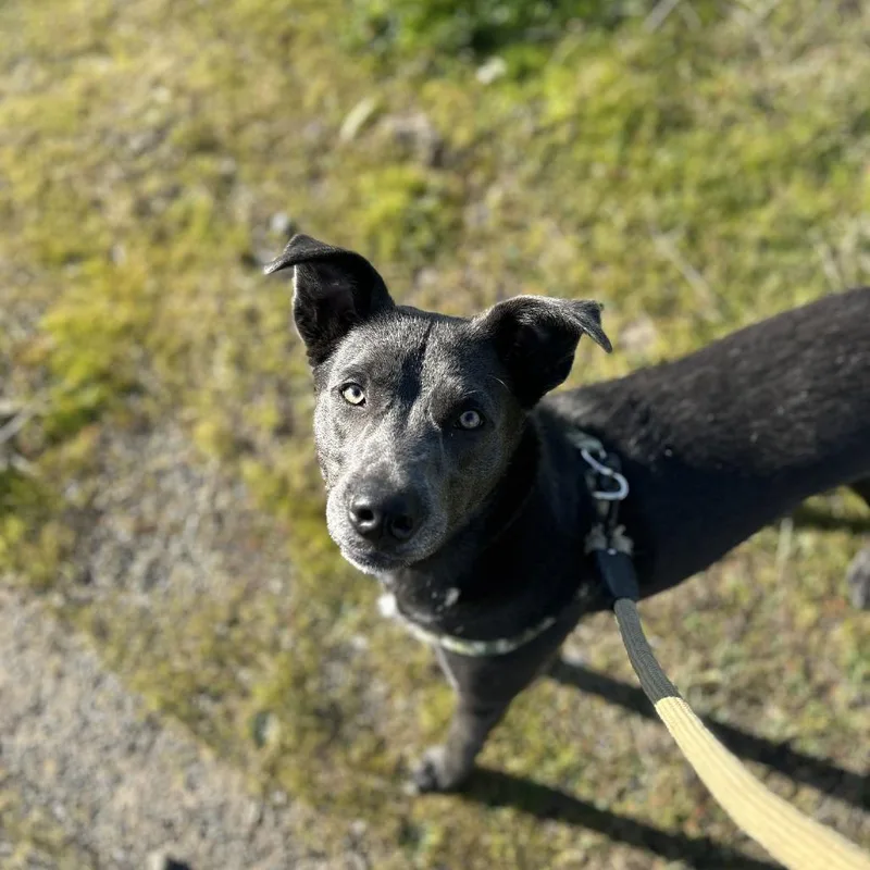 An adult medium-sized male Black Chesapeake Bay Retriever dog named Rocket J for adoption in Chico, CA