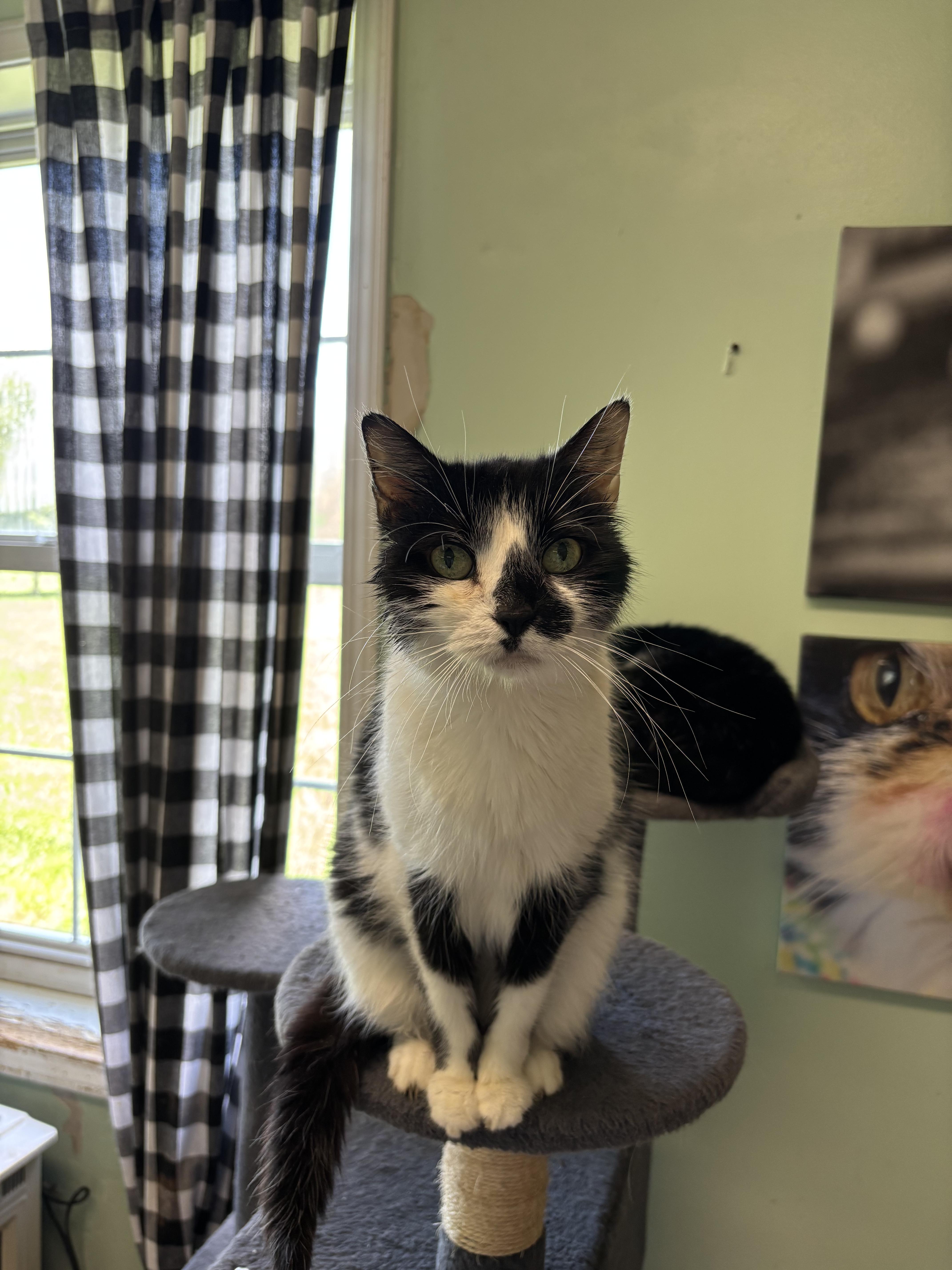 An adult medium-sized female Domestic Short Hair cat named Kali for adoption in Franklin, IN
