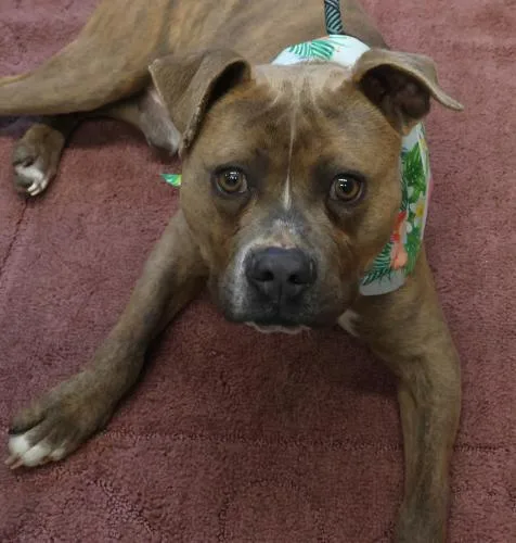 An adult medium-sized male Pit Bull Terrier dog named Albert for adoption in Thief River Falls, MN