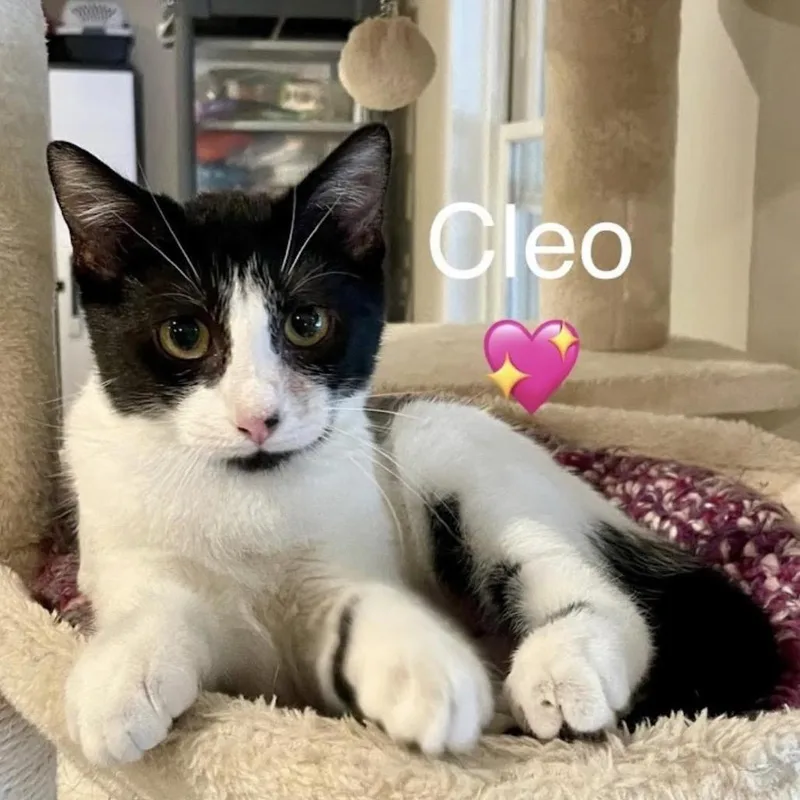 Cleo thumbnail 2