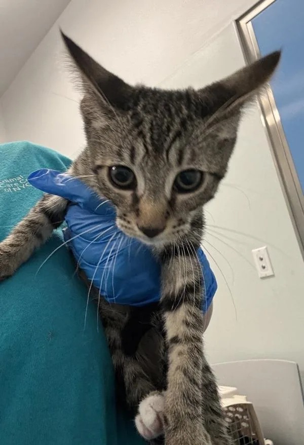 A baby small-sized male Domestic Short Hair cat named Honey Lemon for adoption in Ridgewood, NY