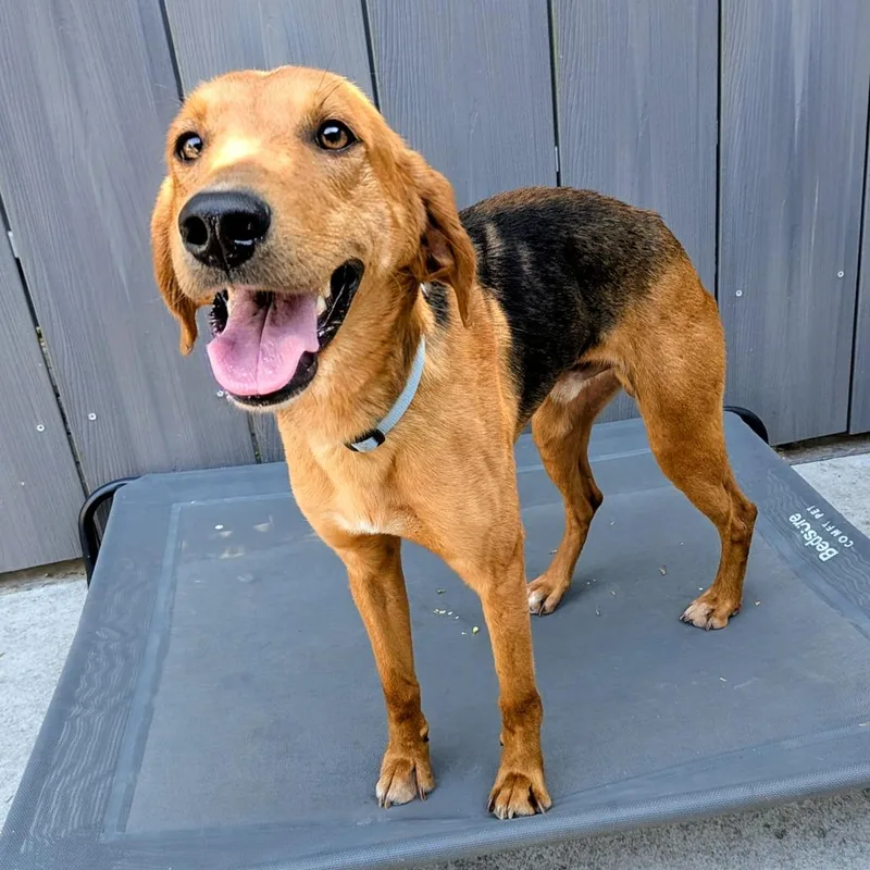 Forrester thumbnail 4