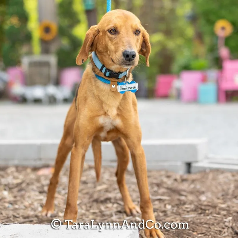 Forrester thumbnail 5