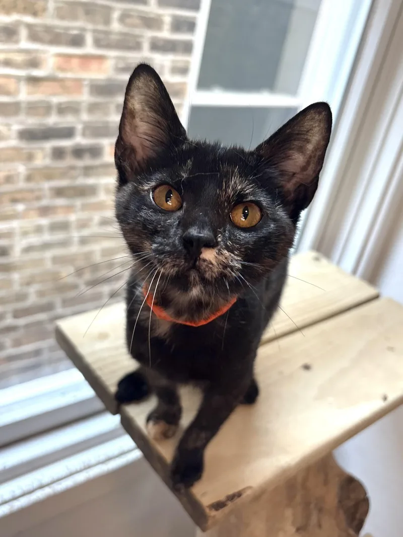 A baby medium-sized female Black Domestic Short Hair cat named Dahlia for adoption in Chicago, IL