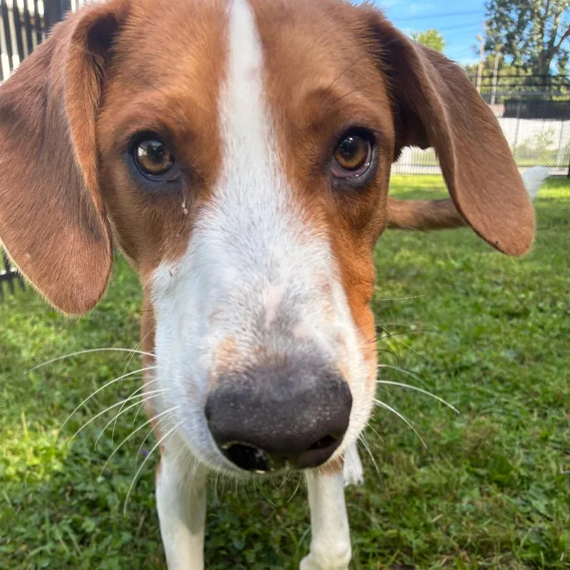A young medium-sized male Yellow / Tan / Blond / Fawn Hound dog named Cooper for adoption in South Haven, MI