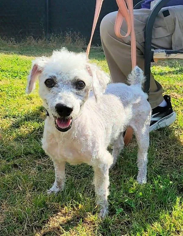 An adult small-sized male Poodle dog named Sheldon for adoption in Millersville, MD