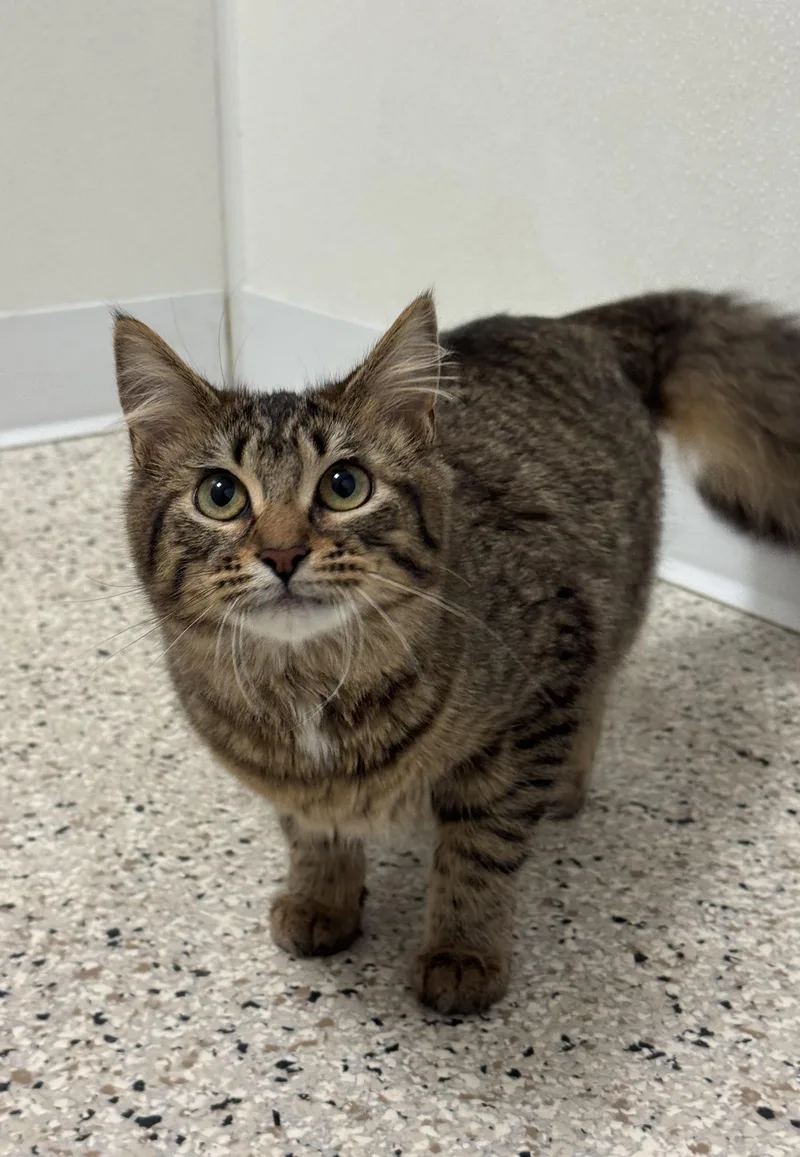 An adult medium-sized female Tabby (Brown / Chocolate) Domestic Long Hair cat named Vesta for adoption in Buffalo, MN