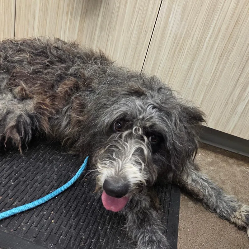 An adult medium-sized female Gray / Blue / Silver Poodle dog named Tamara for adoption in Chattanooga, TN