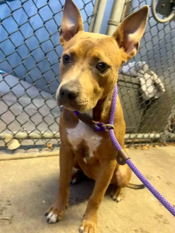 An adult medium-sized female Brown / Chocolate Pit Bull Terrier dog named Elaris for adoption in Chicago, IL