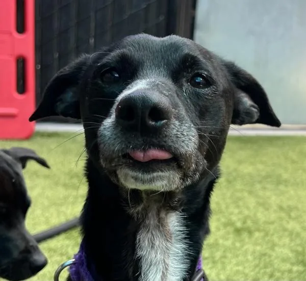 A young small-sized male Terrier dog named Kobe Bryant Jr for adoption in El Cajon, CA