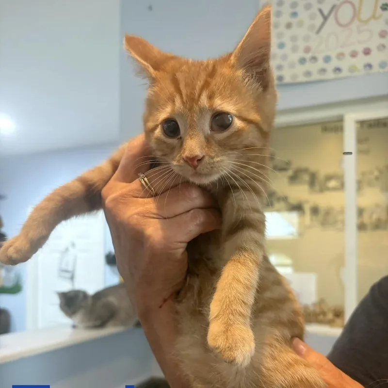 A baby small-sized male Domestic Short Hair cat named Tucker for adoption in Elwood, IN