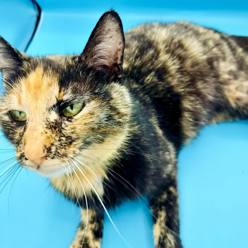 An adult medium-sized female Domestic Short Hair cat named Mira for adoption in Springfield, MO