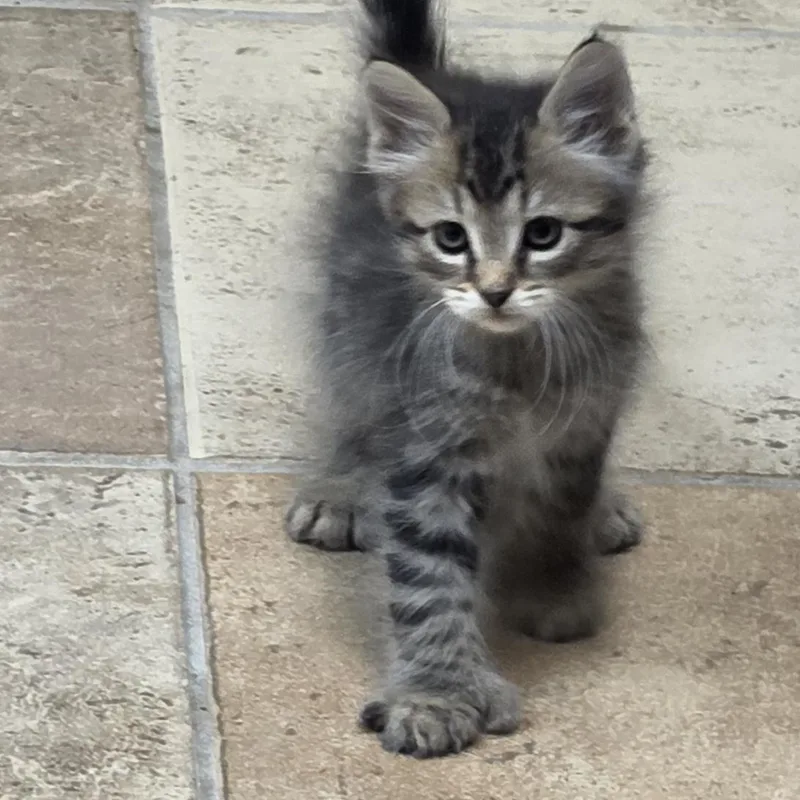 A baby medium-sized male Domestic Short Hair cat named Big Foot for adoption in Brainerd, MN