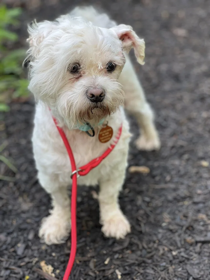 An adult small-sized male Maltese dog named Ozzy for adoption in Breinigsville, PA