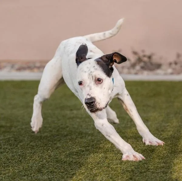 An adult large-sized female English Pointer dog named Godzilla Marie for adoption in San Diego, CA