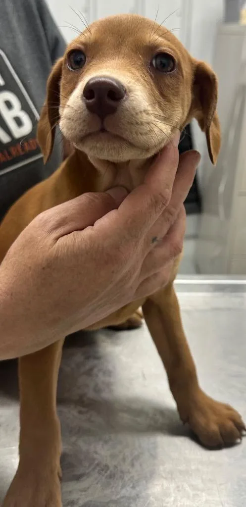 A baby small-sized female Mixed Breed dog named Petunia for adoption in Hillsdale, IN