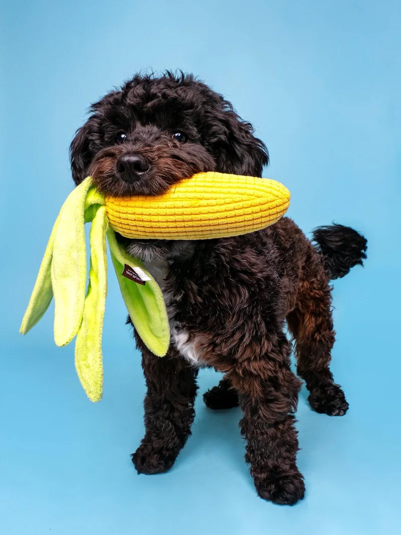 A baby small-sized male Cockapoo dog named Gumbo for adoption in Palo Alto, CA