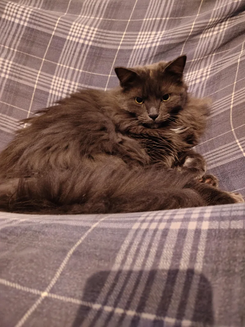 An adult large-sized male Domestic Long Hair cat named Christian Courtesy Listing for adoption in Midland, MI