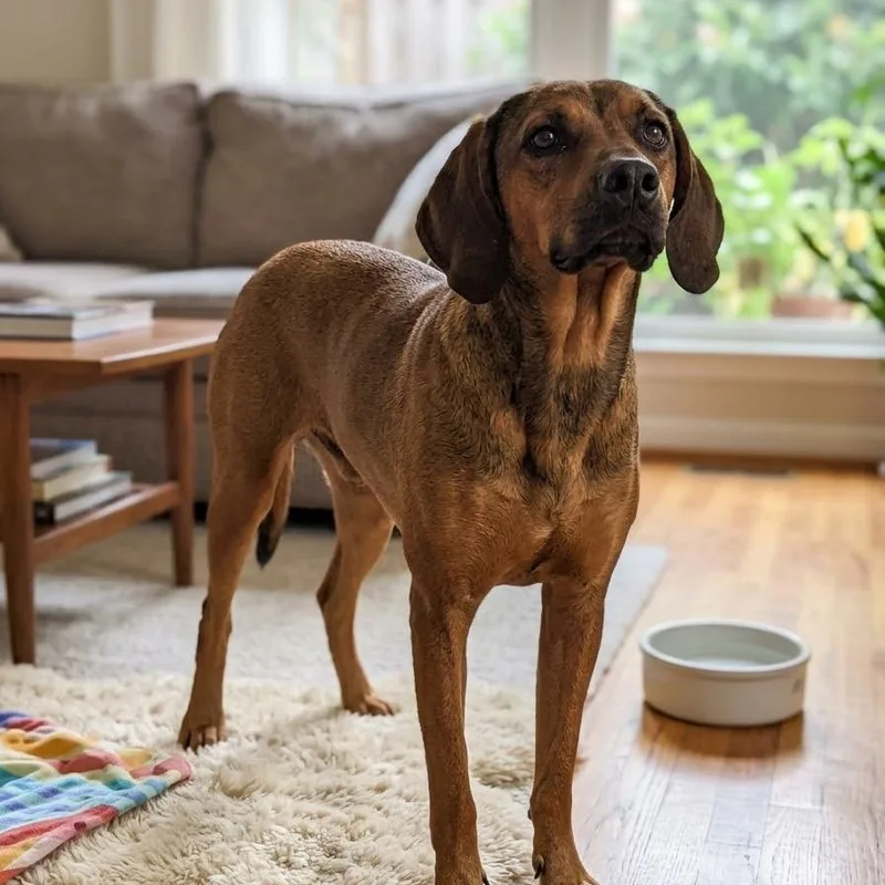 A baby medium-sized male Hound dog named Lucas for adoption in Jefferson city, TN