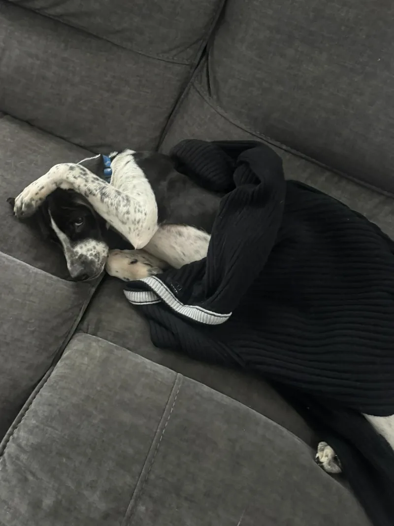 A young medium-sized male White / Cream Bluetick Coonhound dog named Domino for adoption in Plainfield, IL