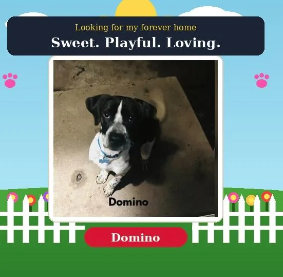 Domino thumbnail 3