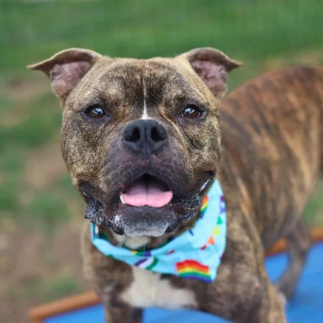 An adult medium-sized male American Staffordshire Terrier dog named Gizmo for adoption in San Antonio, TX