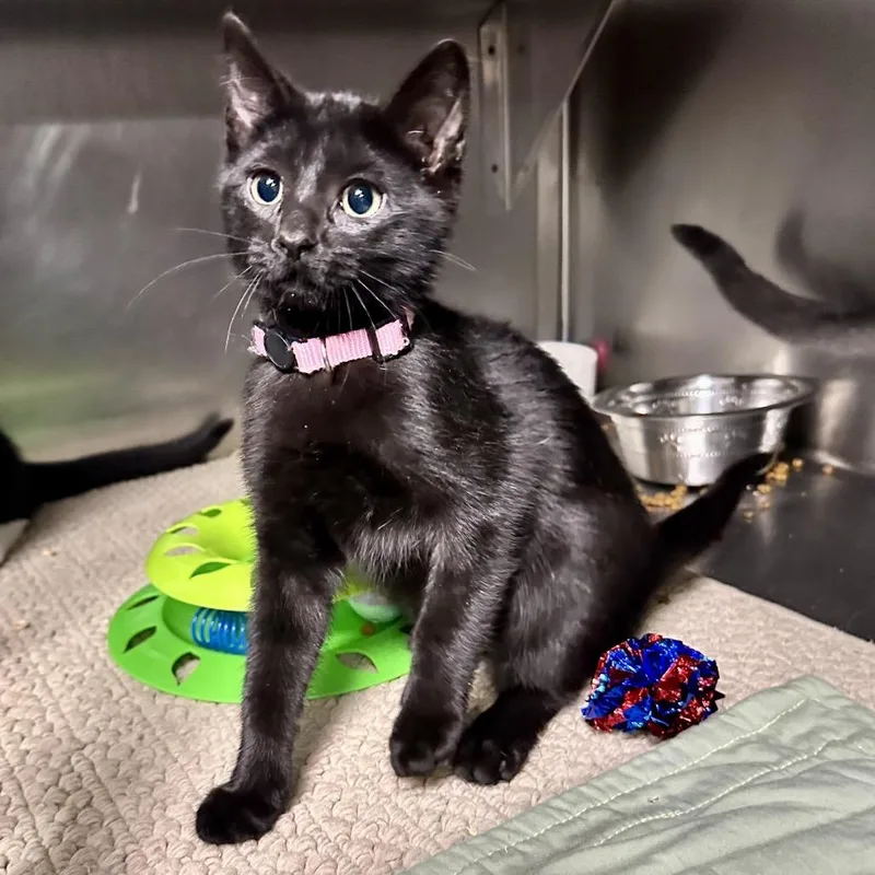 A baby small-sized female Black Domestic Short Hair cat named Tweety C for adoption in Union, MO