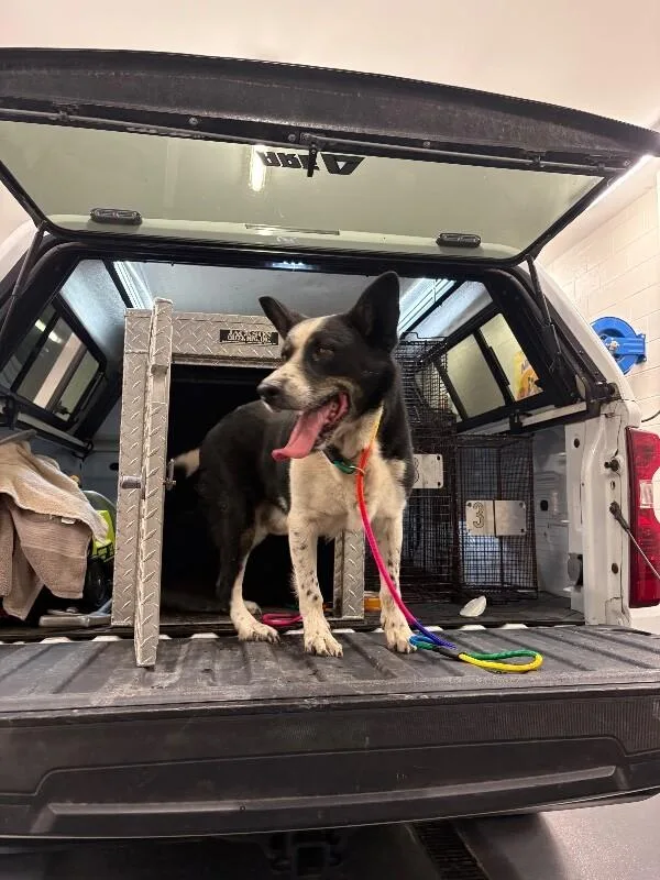 An adult large-sized male Border Collie dog named BanditPluto for adoption in Providence Forge, VA
