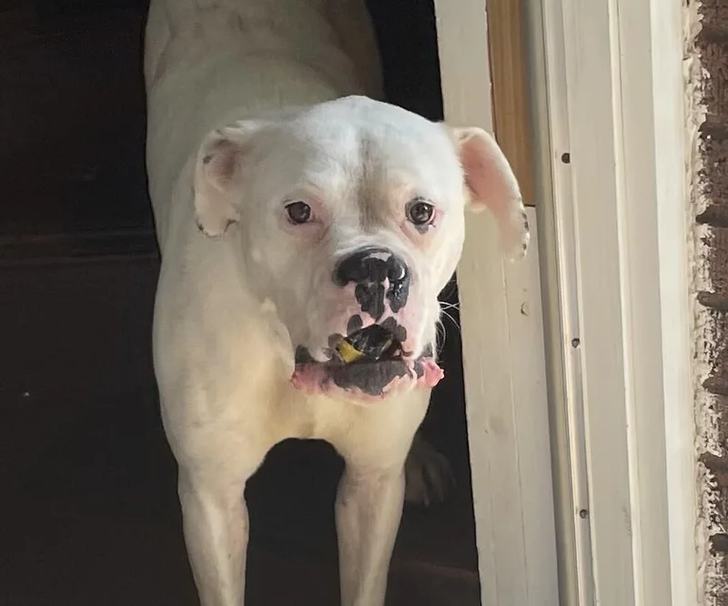 An adult large-sized male White / Cream Mixed Breed dog named Chef Boyardee for adoption in Cincinnati, OH