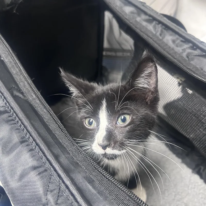 A baby small-sized male Black Domestic Short Hair cat named Patience for adoption in Philadelphia, PA
