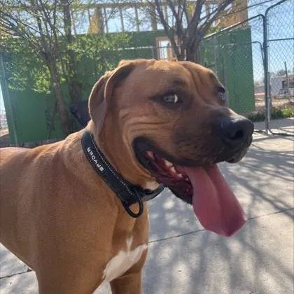 An adult large-sized male Yellow / Tan / Blond / Fawn Boxer dog named Clyde for adoption in Rapid City, SD