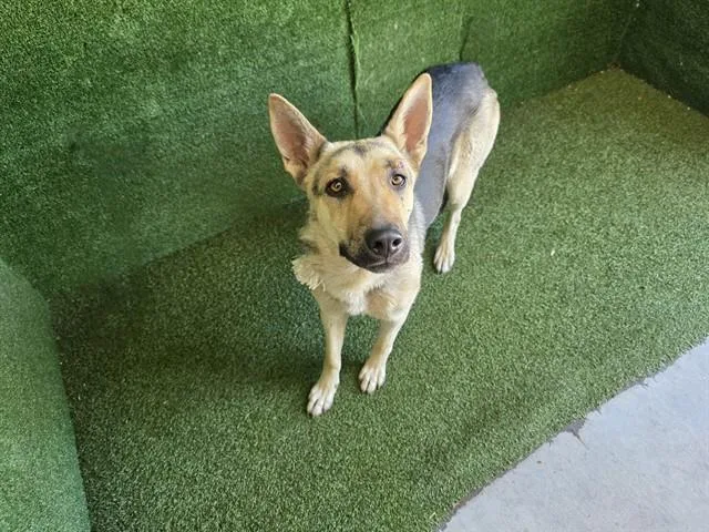 A young large-sized female German Shepherd Dog dog named Shakira for adoption in Lancaster, CA